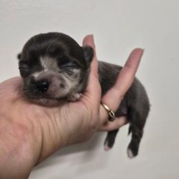 Visenya - Blue female Chihuahua puppy in Silver Summit, Utah from Snow Peak Kennel