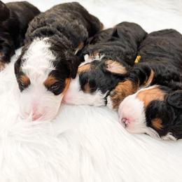 Bernedoodle, Goldendoodle, and Poodle Puppies from Teddy Doodles & Standard Poodles