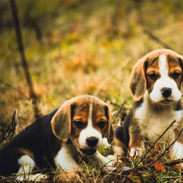 Beagle and Pug Puppies from Folklore Kennel