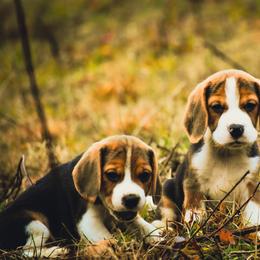 Beagle and Pug Puppies from Folklore Kennel