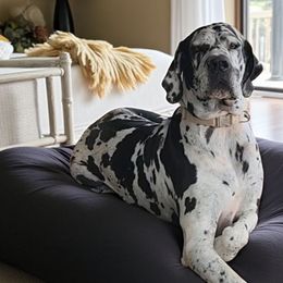 Great Danes from La Rebel Danes