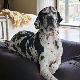 Great Danes from La Rebel Danes
