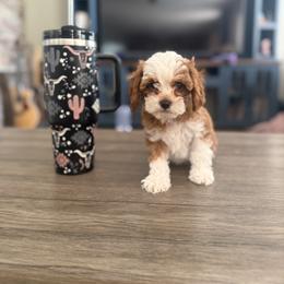 Cavapoo Puppies from AZ Cavapoos