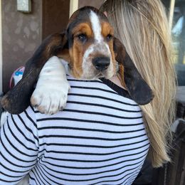 Basset Hound Puppies from Irish Acres Basset Hounds