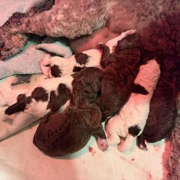 Boy 2 - Brown male Lagotto Romagnolo puppy in Akron, New York from Almar Lagotto