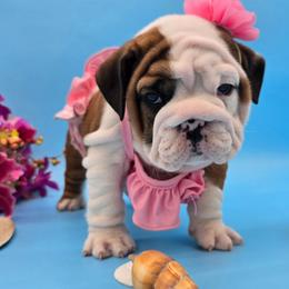 Anarchy - Red and white female Bulldog puppy in Wisconsin from Shameless Bulldogs LLC