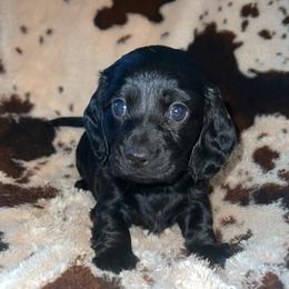 Ace - Black male Dachshund puppy in Madisonville, Tennessee from L&A Dachshunds