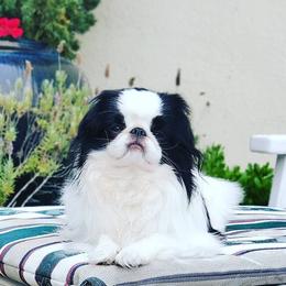 Japanese Chins from KaLor Japanese Chin