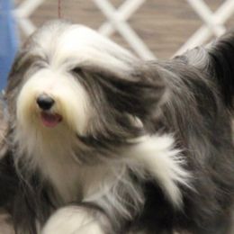 Bearded Collies from Cheryl Patterson's Bearded Collies