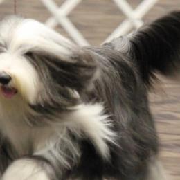 Bearded Collies from Cheryl Patterson's Bearded Collies