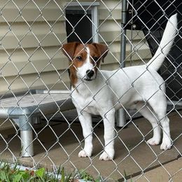 Russell Terrier All Grown Up from Geisler Russell Terriers & Miniature Dachshunds