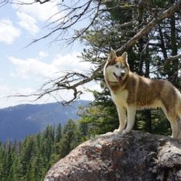 Siberian Huskies from Charlie Stone's Siberian Huskies