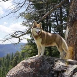 Siberian Huskies from Charlie Stone's Siberian Huskies