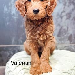 Valentin - Apricot male Goldendoodle puppy in Pasco, Washington from Camp Doodle Woods