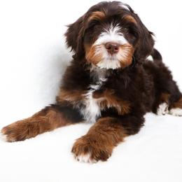 Jerry - Brown and white male Bernedoodle puppy in Star, Idaho from Rosie’s Tribe
