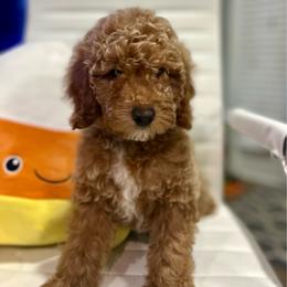Liberty - Red  female Poodle puppy in Herriman, Utah from Shaggy Mountain Pups LLC