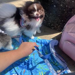 Dolce - Pomeranian