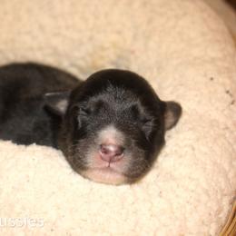 Espresso - Black tri-color male Australian Shepherd puppy in Stephenville, Texas from AW Standard Aussies