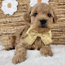Audrey - Apricot female Goldendoodle puppy in Temecula, California from Oodles O'Doodles
