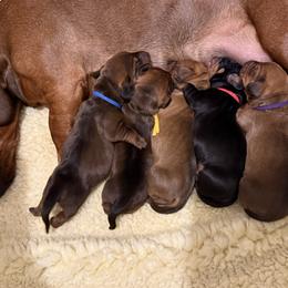 Dachshund puppies from Cedar Run Border terriers and Dachshunds