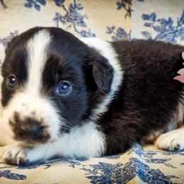 Harlow - Black & white male Australian Shepherd puppy in Honeoye Falls, New York from Soaring SKKY Australian shepherds