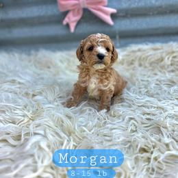 Morgan - male Cavapoochon puppy in Bullard, Texas from Cavapoochon Central LLC