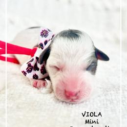 VIOLA - Black and white female Bernedoodle puppy in Houston, Texas from Pia’s Doodle Poodle Wag