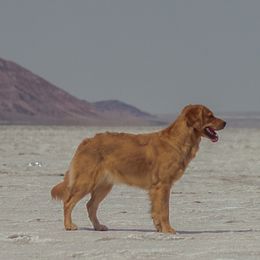 Fig - Golden Retriever