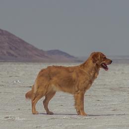 Fig - Golden Retriever