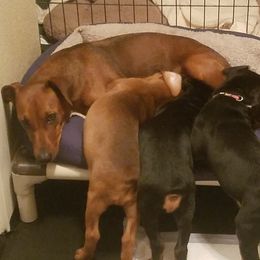 German Pinscher Puppies from RiverRAT Barn Hunt