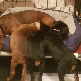 German Pinscher Puppies from RiverRAT Barn Hunt