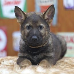 Gebo - Sable male German Shepherd puppy in Philippi, West Virginia from Vom Haus Highlands