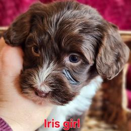 Iris - Brown and white female Portuguese Water Dog puppy in Narvon, Pennsylvania from Prized Family Porties