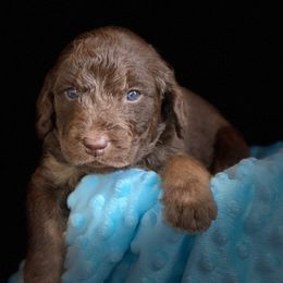 Bernedoodle and Labradoodle Puppies from Delaney Park Doodles