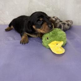 Budgie - Black and tan female Dachshund puppy in Palm Bay, Florida from Anastasia’s Royal Weenies
