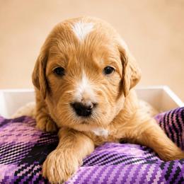 Mama Bear - Apricot female Goldendoodle puppy in Rocky Point, North Carolina from CelticDoods