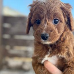 Ginger - Apricot female Cavapoo puppy in Sugar City, Idaho from Taylor's Cavapoos
