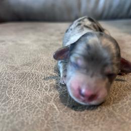 Elm - Dapple male Dachshund puppy in Spring Creek, Nevada from Hobby Horse Mini Doxies