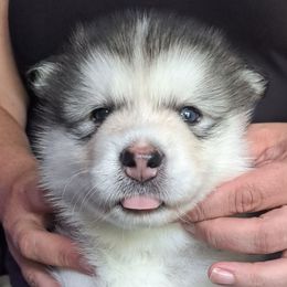 Red Male - Sable and white male Alaskan Malamute puppy in Prince William County, Virginia from SnoCap Kennel