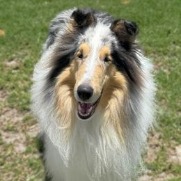 Male - Blue merle and white male Collie puppy in Venice, Florida from SUNCREST COLLIES