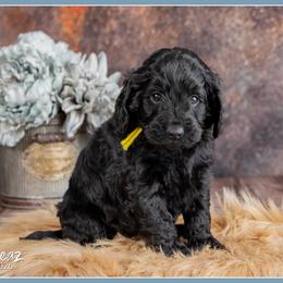 Stevens - Black female Cockapoo puppy in Connersville, Indiana from Deaz Doodle Ranch