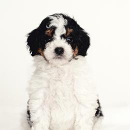 Blue - Black tri-color male Aussiedoodle puppy in Slc, Utah from Timp Doodles