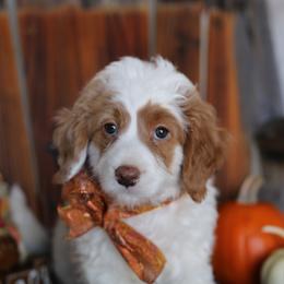 Bernedoodle Puppies from DoodlyDoodlyDoodles