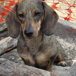 Graycie - Dachshund