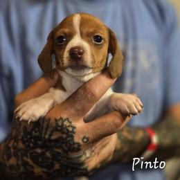 Pinto - Piebald male Dachshund puppy in New Caney, Texas from BouncinMiniWeenies
