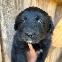 Dolly - Black female Australian Shepherd puppy in Whitwell, Tennessee from Owl Hollow Farm