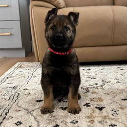 Red Collar - Sable male German Shepherd puppy in Willington, Connecticut from Wertvoll German Shepherds