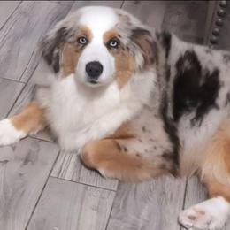 Lakeyn - Australian Shepherd