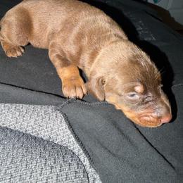 Boy 3 - Red and rust male Doberman Pinscher puppy in Elgin, Texas from New Horizons Kennels