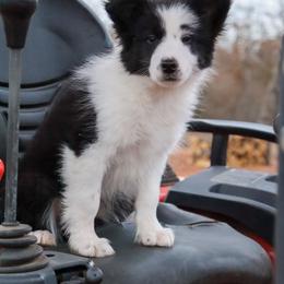 AKC Grand Champion Sired (Fatty) - Black female Border Collie puppy in Noble, Oklahoma from CheckItOut Border Collies